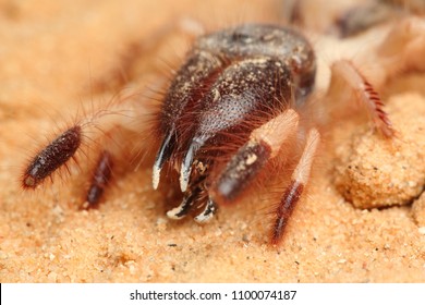 The Mouthparts (chelicerae) Of The Camel Spider (Rhagoderma Tricolor)