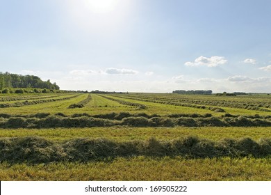 Moved Hay On The Field.