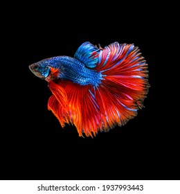 Movement beautiful of colorful siamese betta fish or half moon betta splendens fighting fish in thailand on black color background. underwater animal or pet concept