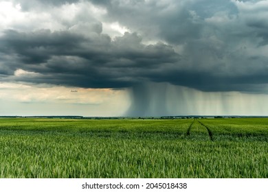 The Movement Of Clouds Over An Agricultural Field With Wheat. A Storm And Rain Gray Cloud Floats Across The Sky With A Visible Rain Band. Heavy Rain In The Village In Summer