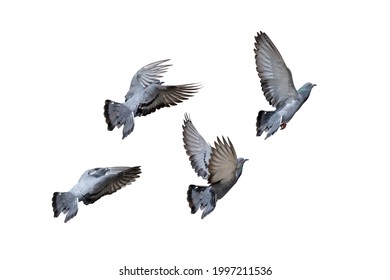 Movimiento Escena de grupo de palomas de rock volando en el aire aislado en fondo blanco con sendero recortado