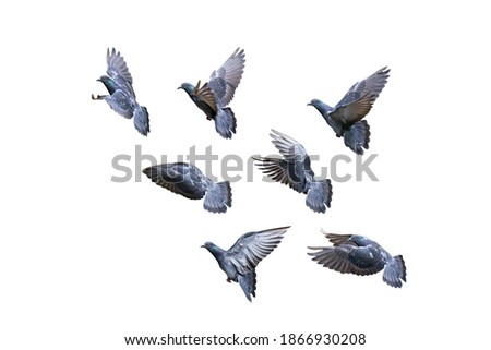 Movement Scene of Group of Rock Pigeons Flying in The Air Isolated on White Background with Clipping Path