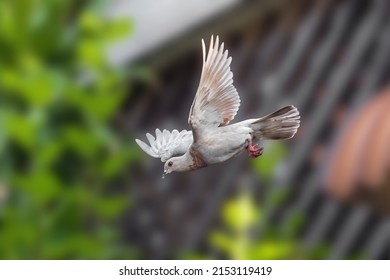 6,713 Soaring pigeon Images, Stock Photos & Vectors | Shutterstock