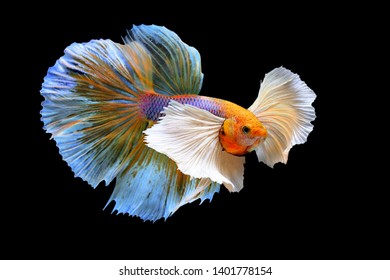 31 Yellow Salamander Betta Images, Stock Photos & Vectors | Shutterstock