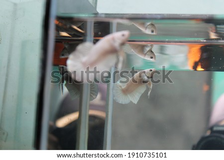 Movement of siamese betta, fighting fish Platinum-Half moon betta