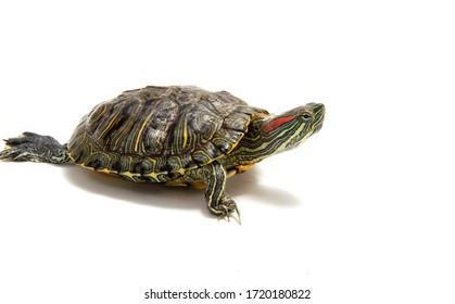 272 Turtle Parade Images, Stock Photos & Vectors | Shutterstock