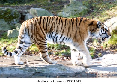 Moving Amurtiger