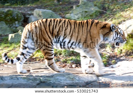 Moving Amurtiger