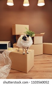 Moving House. Funny Dog On Carton Box In Room. High Resolution.