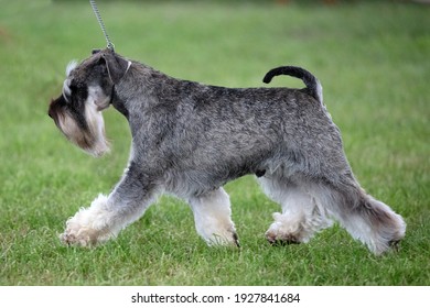 Moving Mini Schnauzer In Profile