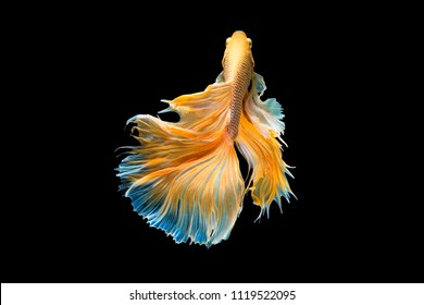 The moving moment beautiful of siam betta fish in thailand on black background.