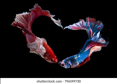 The moving moment beautiful of siam betta fish in thailand on black background for love on Valentine’s day.