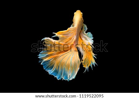 The moving moment beautiful of yellow half moon siamese betta fish or dumbo betta splendens fighting fish in thailand on black background. Thailand called Pla-kad or big ear fish.