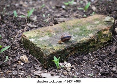 Moving snail on the stone
