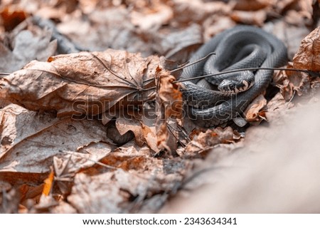 Moving snake. Natrix snake in dry foliage. Eurasian non-venomous snake (Natrix natrix). Wild reptiles, save animal ecology.