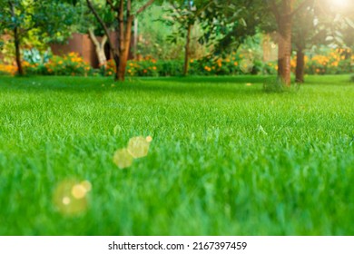 Mowed Green Backyard Grass Under Trees Closeup View