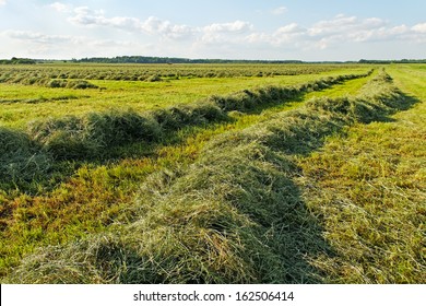 Mowed Hay On The Field.