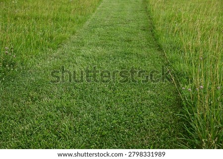 Mowed path in a field