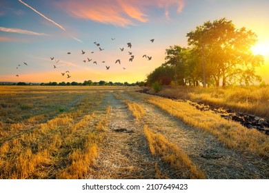 Mowed Wheat Field In Late Summer At Sunset