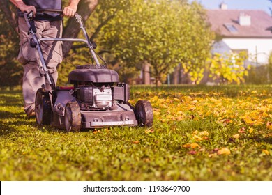 Mowing the grass with a lawn mower in garden at early autumn. Mulching the grass at backyard. 