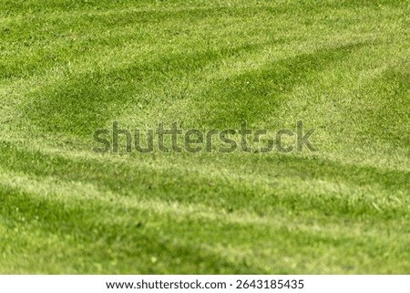 Mowing lines run in a wave shape across a well-kept lawn. The image shows natural care and order in detail