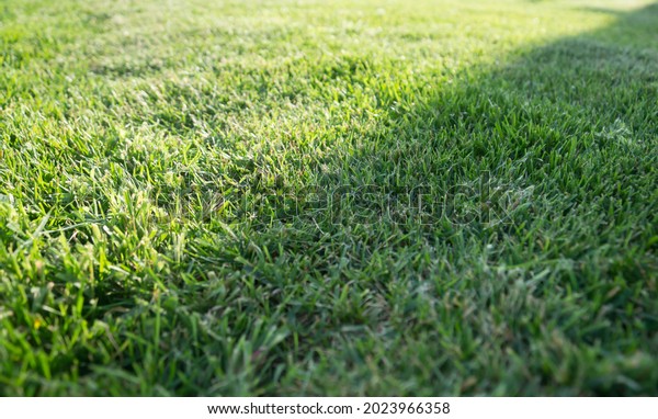 Mown lawn, the shadow falls on the grass,\
dividing it visually\
diagonally
