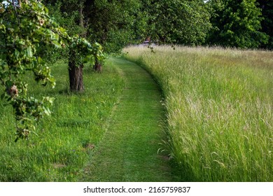 Mown path through meadow with fresh green tall grass and wildflower behind the farmer's house. Czech republic. - Powered by Shutterstock