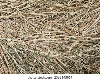 Mown wheat field. Texture of cut straw. Background image. Selective focus - Shutterstock ID 2366845957