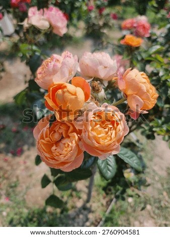 mozaic pattern peach and yellow roses before bloom