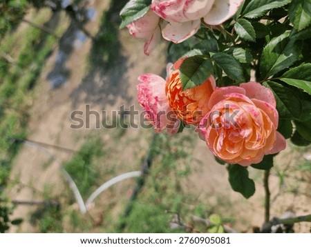 mozaic pattern pink white yellow and red roses
