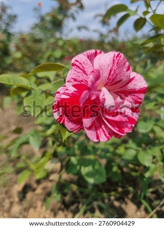 mozaic pattern white and pink rose
