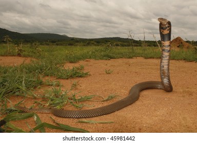 A Mozambique Spitting Cobra