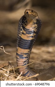 Mozambique Spitting Cobra