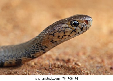 Mozambique Spitting Cobra