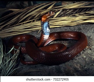 Mozambique Spitting Cobra, Naja Mossambica Is A Very Beautiful But Dangerous Snake, Able To Spit Poison