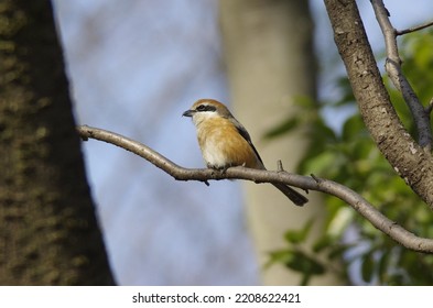 Mozu, Bull-headed Shrike (Lanius Bucephalus)