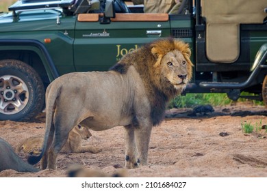Mpumalanga, South Africa - November 6 2021: Lion standing next to a game drive safari vehicle at Jock Safari Lodge in the Kruger National Park. 