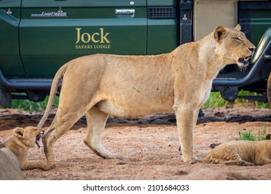 Mpumalanga, South Africa - November 6 2021: Lion standing next to a game drive safari vehicle at Jock Safari Lodge in the Kruger National Park. 