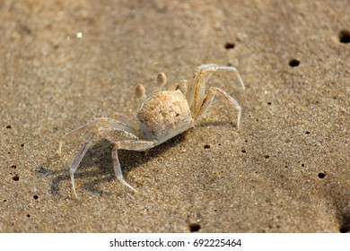 Mr. Crab