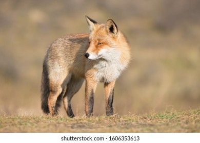 Mr. Fox, Beautiful Wild Animal At The Dunes Of Amsterdam.