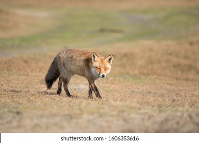 Mr. Fox, Beautiful Wild Animal At The Dunes Of Amsterdam.