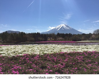 Mr. Fuji  