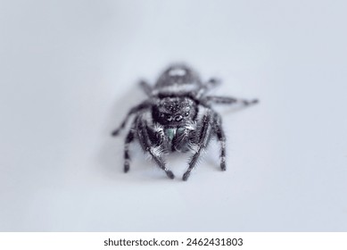 Mr. Jumpy Spider on white background.