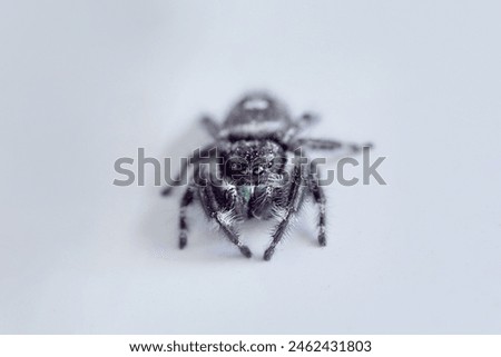 Mr. Jumpy Spider on white background.