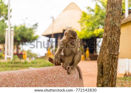 Mr. Monkey wandering at Phnom Doch 