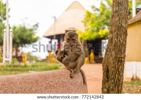 Mr. Monkey wandering at Phnom Doch 