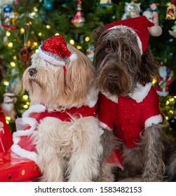 Mr And Mrs Claus As Puppy Dogs