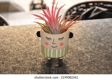 Mr Spiky Hair 
Bromeliad Plant