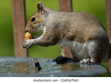 Mr. Squirrel Leaves The Bird Bath With A Peanut