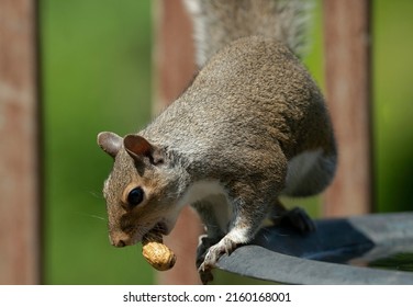 Mr. Squirrel Leaves The Bird Bath With A Peanut